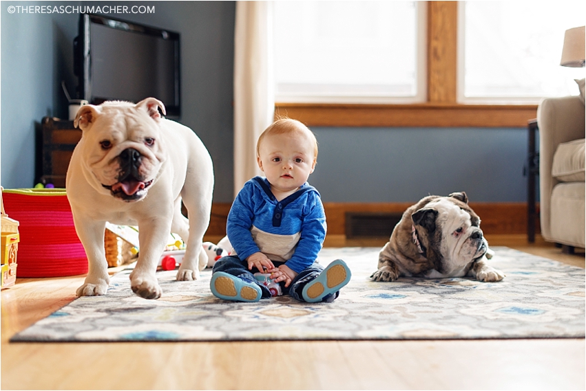 Babies and Bulldogs